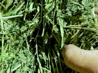 Q31  Lucerne Hay 8x4x3 Bales