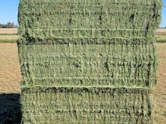 Q31  Lucerne Hay 8x4x3 Bales