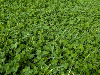 100mt Pasture Hay 8x4x3 Bales