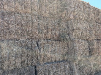 100mt Pasture Hay 8x4x3 Bales