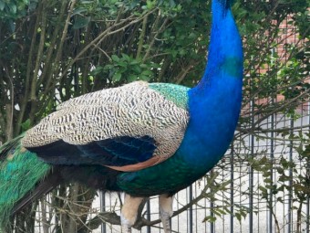 Peafowls , Swans Exotic Birds and Fertile Eggs Available