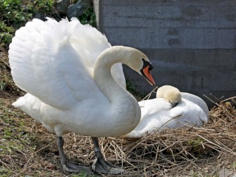 Mute/Black Swans and Peafowls Available