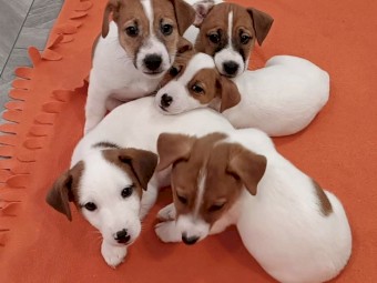 Mini Jack Russell Puppies Available