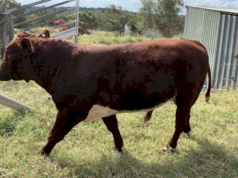 Poll Shorthorn Bull  (Nov 22 Drop)