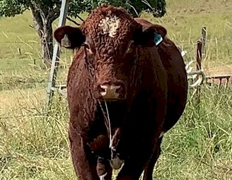 Poll Shorthorn Bull  (Nov 22 Drop)