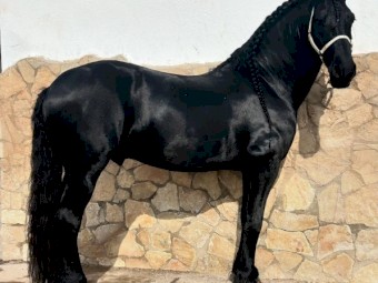 Friesian gelding for sale 