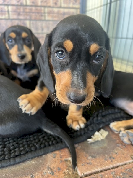 Daschund puppies 