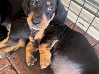 Daschund puppies 