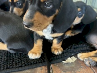 Daschund puppies 