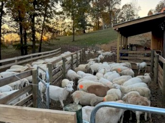 Dorper/katahdin ewe lambs for sale
