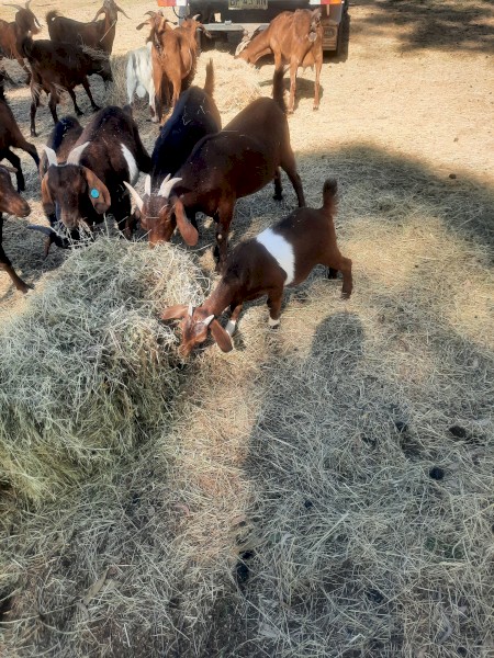 Red Goats