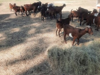 Red Goats