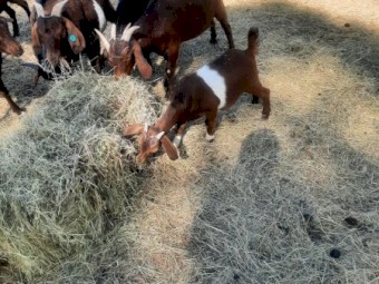 Red Goats