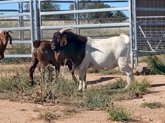 Boer Goats Females and Bucks