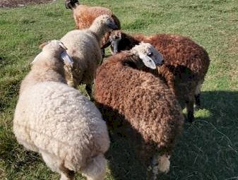 Fat Tailed Awassi Lambs x 56