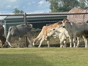 4 Brahman x heifers 