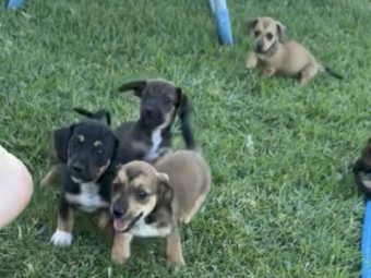 Jackhound (Jack Russel x Mini Dashound)