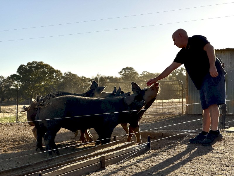 Pure Bred Berkshire and Large Black Cross Free-Range Pigs