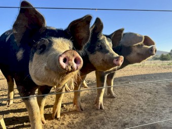 Pure Bred Berkshire and Large Black Cross Free-Range Pigs