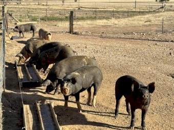 Pure Bred Berkshire and Large Black Cross Free-Range Pigs