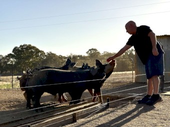 Pure Bred Berkshire and Large Black Cross Free-Range Pigs