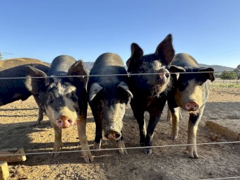Pure Bred Berkshire and Large Black Cross Free-Range Pigs