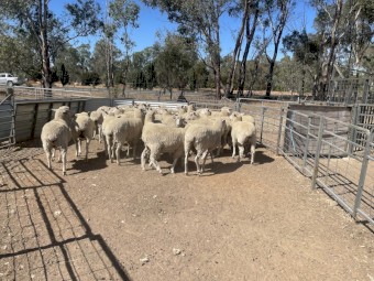 31 1st cross ewes 1.5 years old