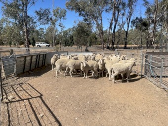 31 1st cross ewes 1.5 years old
