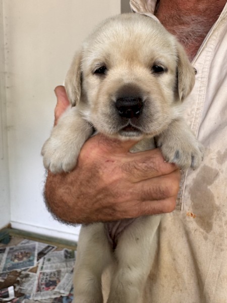 Golden Labrador Puppies