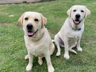 Golden Labrador Puppies