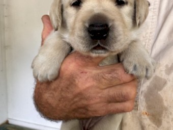 Golden Labrador Puppies