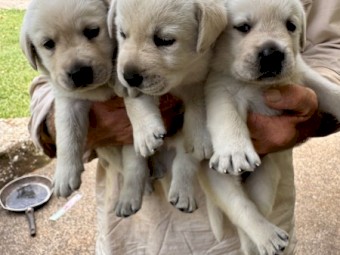 Golden Labrador Puppies