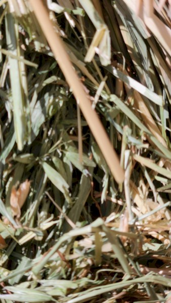 240mt Oaten Hay 600kg+ 8x4x3 Bales