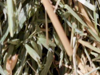 240mt Oaten Hay 600kg+ 8x4x3 Bales