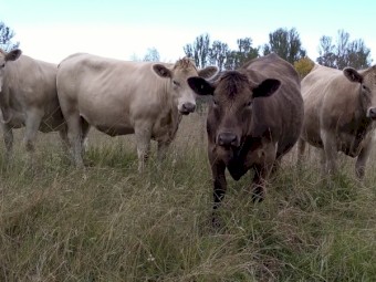 Murray grey heifers