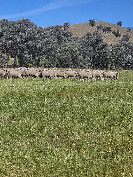 Poll Dorset Flock Rams
