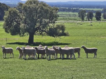 Poll Dorset Flock Rams