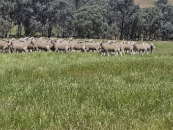 Poll Dorset Flock Rams