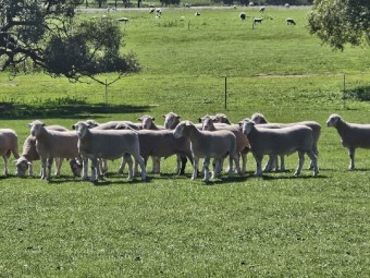 Poll Dorset Flock Rams