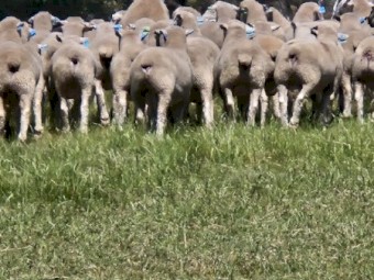 Poll Dorset Flock Rams