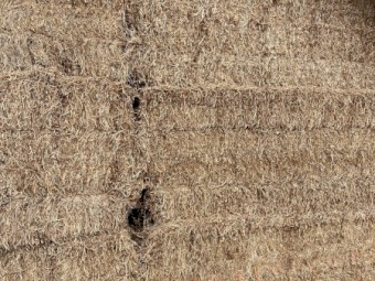 Vetch Hay Old season shedded