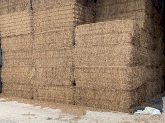 Vetch Hay Old season shedded
