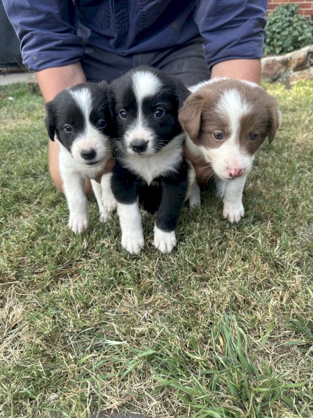 Pure Border Collie Puppies