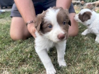 Pure Border Collie Puppies