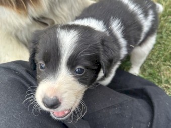 Pure Border Collie Puppies