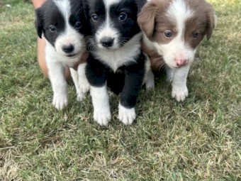 Pure Border Collie Puppies