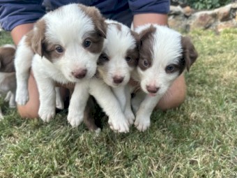 Pure Border Collie Puppies