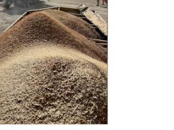 Chickpea gradings - heavy. Very high protein and palatable