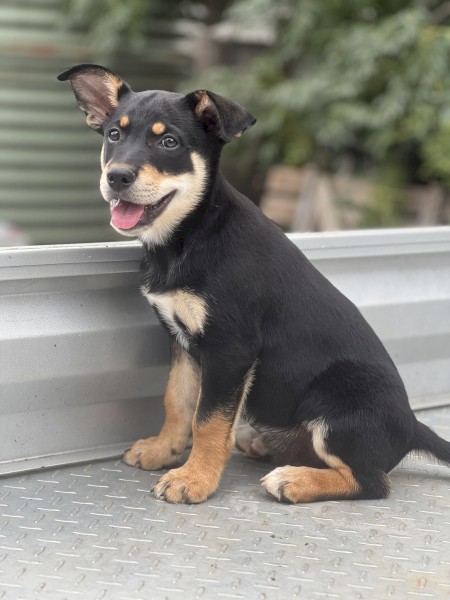 Quality Kelpie Pups - Ready to go now