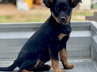 Quality Kelpie Pups - Ready to go now